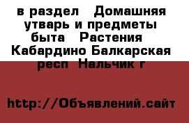  в раздел : Домашняя утварь и предметы быта » Растения . Кабардино-Балкарская респ.,Нальчик г.